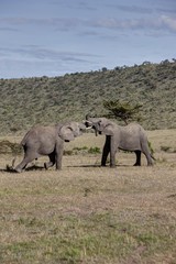 African Bush Elephant (Loxodonta africana), two young bulls fighting each other, Masai Mara National Reserve, Kenya, East Africa, Africa, PublicGround, Africa