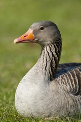 Greylag or Graylag goose (Anser anser), Stuttgart, Baden-Wuerttemberg, Germany, Europe