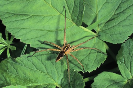 Nursery Web Spider (Pisaura mirabilis) sunning itself