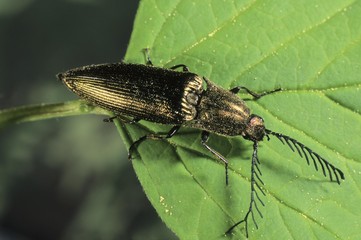 Click beetle (Ctenicera sp.)