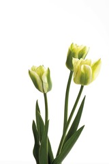 Green-yellow tulips