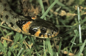 Grass Snake, (Natrix natrix) eastern variety with orange head spots, Hortobagy, Puszta, Hungary, Europe