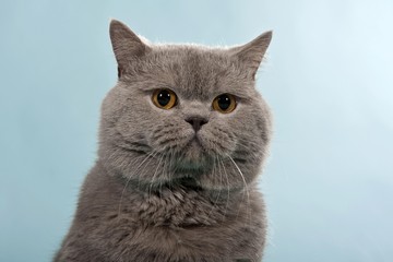 Blue British Shorthair, Chartreux, male cat, portrait