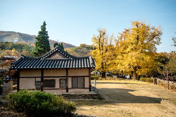 Asan, South Korea - Maengssi Haengdan House in Asan City yellow ginkgo tree.