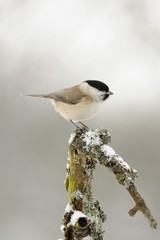 Marsh Tit (Parus palustris)
