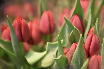 Naklejka premium flower