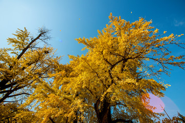 Asan, South Korea - Maengssi Haengdan House in Asan City yellow ginkgo tree.