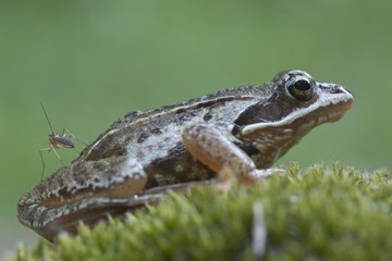 Moor frog (Rana arvalis), Emsland, Germany, Europe