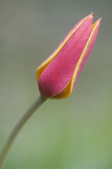 Tulip (Tulipa chrysantha 