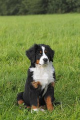 Bernese Mountain Dog (Canis lupus familiaris), puppy
