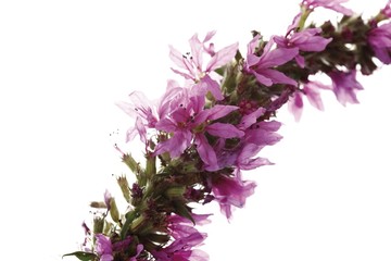 Obraz premium Purple-loosestrife (Lythrum salicaria)