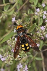 Mammoth wasp (Megascolia maculata flavifrons) searching for nectar on a thyme bush, near Lake Kerkini, Greece, Europe