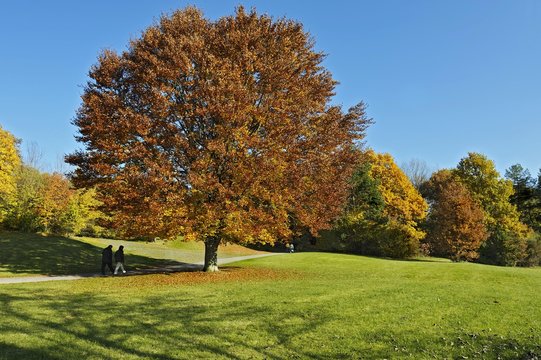 Beech tree (Fagus) in the autumnal Ostpark, Munich, Bavaria, Germany, Europe