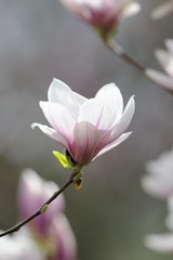 Obraz premium Blossoms of a saucer magnolia (Magnolia x soulangeana), Amabilis cultivar