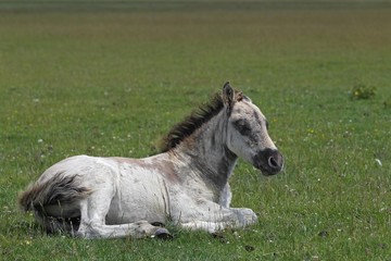 Obraz na płótnie Canvas Konik horse (Equus przewalskii f. caballus), foal, tarpan or wild horse, backbreeding