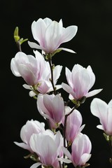 Fototapeta na wymiar Tulip magnolia (Magnolia x soulangeana), Amabilis, cultivated variety