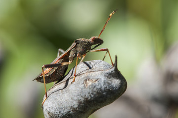 Leaf Footed Bug on a Seed Pod