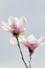 Fototapeta na wymiar Blossoms of a saucer magnolia (Magnolia x soulangeana), Amabilis cultivar