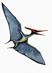 Рисунок акварелью "Птеранодон" © unona_a