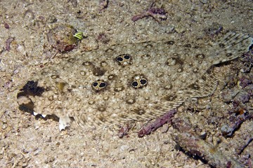 Ocellated flounder (Pseudorhombus dupliciocellatus), Philippines, Asia