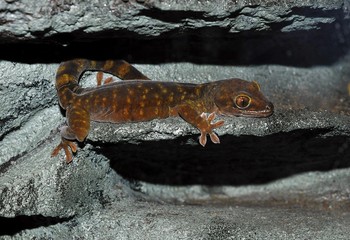 Giant Cave Gecko (Pseudothecadactylus lindneri australis)