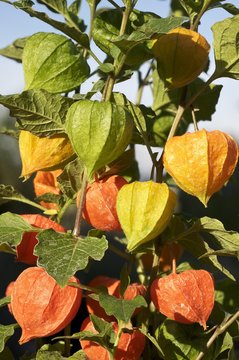 Bladder cherry, Chinese lantern, Japanese lantern, or Winter cherry (Physalis franchetii), ornamental plant