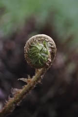 Development stage of a fern
