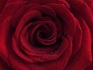 Red rose (Rosa) with drops of water on its petals, close up
