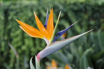Obraz premium Crane Flower (Strelitzia reginae) in the Botanical Garden, Jardim Botanico da Madeira in Funchal, Madeira, Portugal, Europe