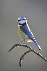 Obraz premium Blue Tit (Parus caeruleus)