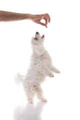 Canine trainer holding a pet treat for jumping maltese dog,isolated
