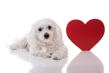 Maltese dog with red Valentine heart standing and looking in camera  on white background