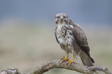 Buzzard (Buteo buteo)