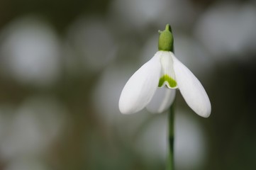 Snowdrop (Galanthus nivalis)