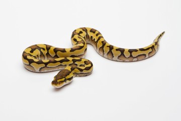 Tiger Phantom Yellow Belly Ball Python or Royal Python (Python regius), male