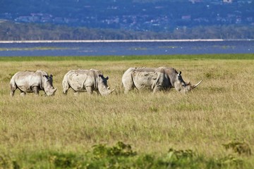 Fototapeta premium Three White Rhinoceroses or Square-lipped Rhinoceroses (Ceratotherium simum), adult animals, Lake Nakuru National Park, Kenya, East Africa, Africa, PublicGround, Africa