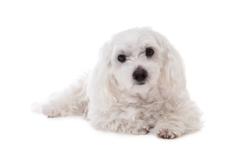  White Maltese Dog Lying and  Looking in Camera