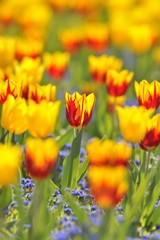 Fototapeta na wymiar Tulips (Tulipa), red, yellow