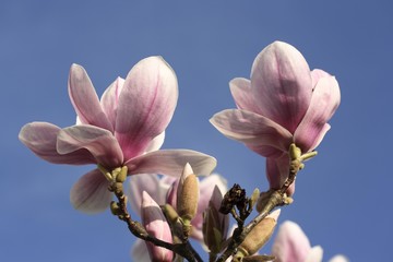 Obraz premium Magnolia blossoms (Magnolia)