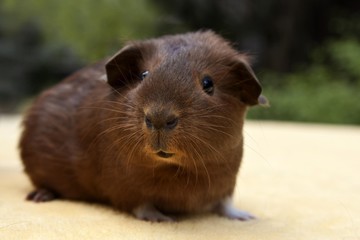Young smooth hair, short hair guinea pig, red-white coloured