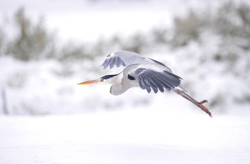 Grey Heron (Ardea cinerea) flying in winter