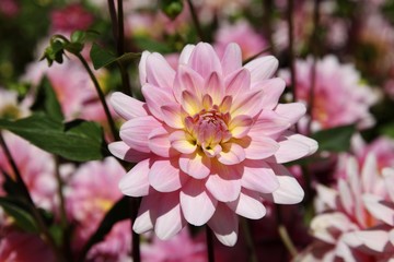 Dahlia (Dahlia), Gerrie Hoek breed