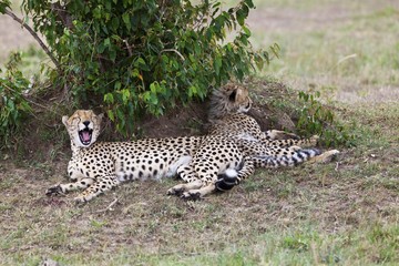 Cheetah (Acinonyx jubatus) with young, Masai Mara National Reserve, Kenya, East Africa, Africa, PublicGround, Africa