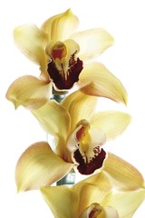 Naklejka na ściany i meble Yellow Orchids