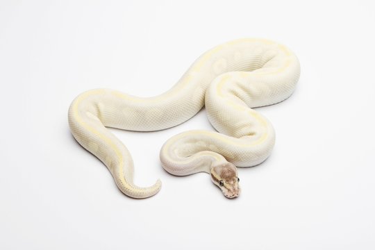 Opal Diamond Ball Python or Royal Python (Python regius), male