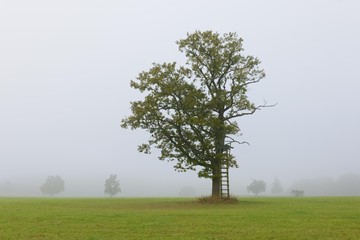 English oak, Pedunculate oak, or French oak (Quercus robur) in the fog, raised hide, Swabian Alb,...