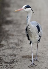 Grey Heron (Ardea cinerea)