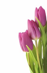 3 pink Tulips (Tulipa)