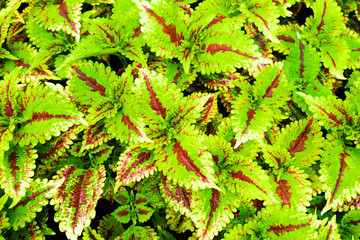 Closed up green leaves with red pattern as background