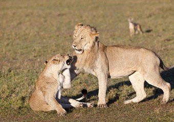 Lion and lioness fighting (Panthera leo) fighting, Masai Mara National Reserve, Kenya, East Africa, Africa, PublicGround, Africa